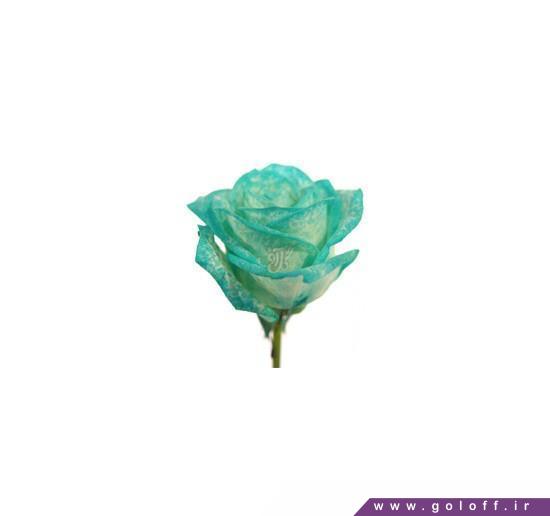 خرید گل رز - گل رز فیروزه ای  – Rose  | گل آف